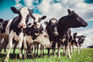cow testing herd cattle dairy dairies adm milk feed
